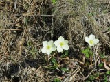Anemone 
