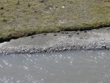 Moose Footprints 