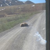 Bear on Highway 