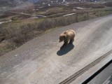 Brown Bear on Road 