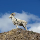 Dall Sheep 