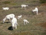 Dall Sheep Family 
