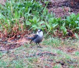 Gray Jay 