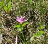 Pasque Flower