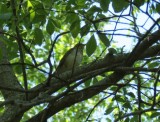  Swainsons Thrush on Waterfall Trail