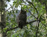 Great Horned Owl  on Trail to Glacier