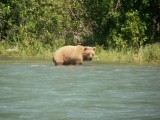 Brown Bear in River 