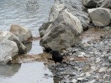 Common Raven 