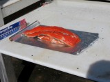 Salmon Medium