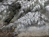  Kittiwakes 