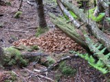 Squirrel Midden 