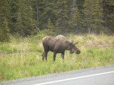 Bullwinkle