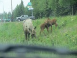 Moose and Babies along the road