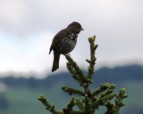 Fox Sparrow near Beluga Lake, Homer