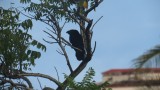 Groove-billed Ani