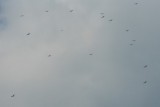 Some vultures