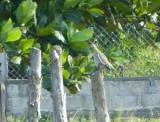 White-winged Dove n Inca Doves