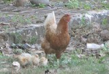 Chickens