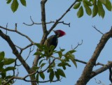 A BirdingTrip to Veracruz, Mexico