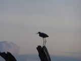 Reddish Egret