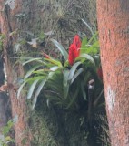 Epiphyte