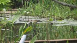 Can You Find the Green Heron?
