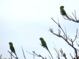 Parrots