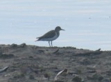 Spotted Sandpiper