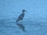 Yellow-crowned Night-Heron