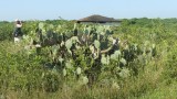 Cacti