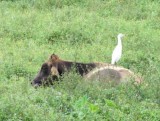 The Odd Couple