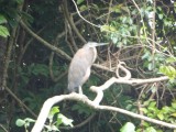 Bare-throated Tiger-heron - Bad picture of a beautiful bird