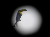 Keel-billed Toucan