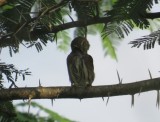 Ferruginous Pygmy Owl #2