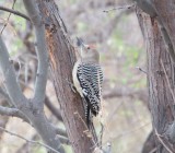 Gila Woodpecker at Patons