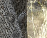 Ladder-backed Woodpecker