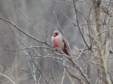 Phyrrhuloxia