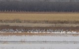 Sandhill Cranes and Rosss Geese