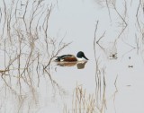 Northern Shoveler