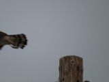 Red-shouldered Hawks Tail