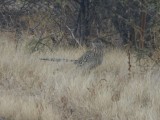 Roadrunner