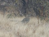 Roadrunner