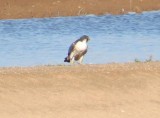Peregrine Falcon