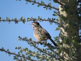 Cactus Wren