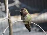 Annas Hummingbird