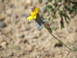Azure butterfly