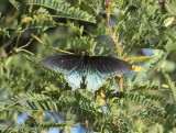 Pipevine Swallowtail