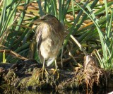 Green Heron