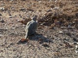 Mourning Dove