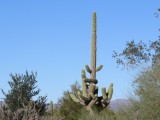 Huge Saguaro
